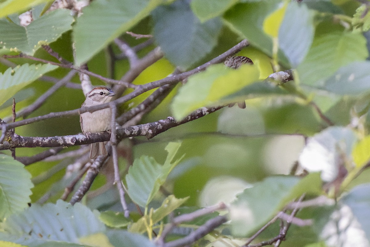 Chipping Sparrow - ML582504741