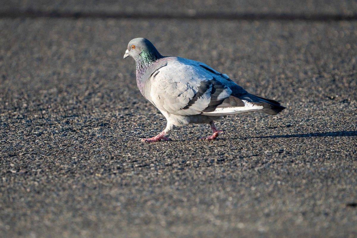 Rock Pigeon (Feral Pigeon) - ML582505741