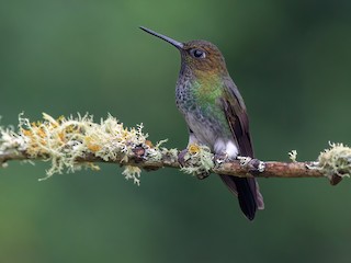  - Greenish Puffleg