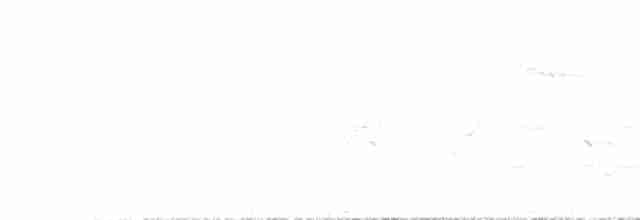 Белая лазоревка [группа cyanus] - ML582509651