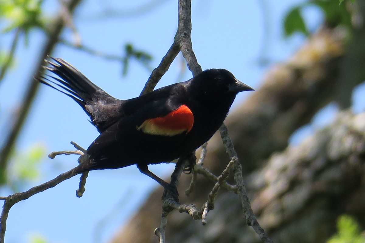 Red-winged Blackbird - Rishi Palit