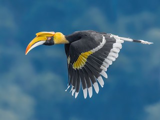  - Great Hornbill