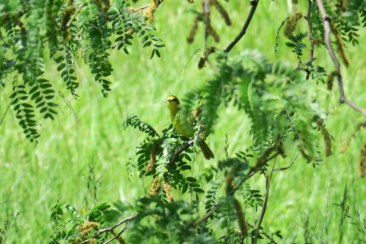 Orchard Oriole - ML58251251