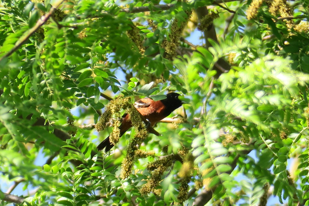 Orchard Oriole - ML58251261