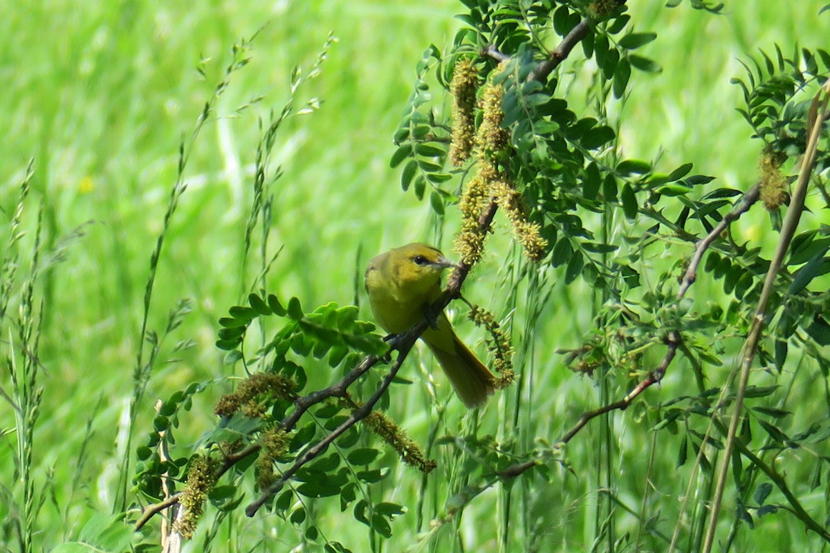 Orchard Oriole - ML58251271
