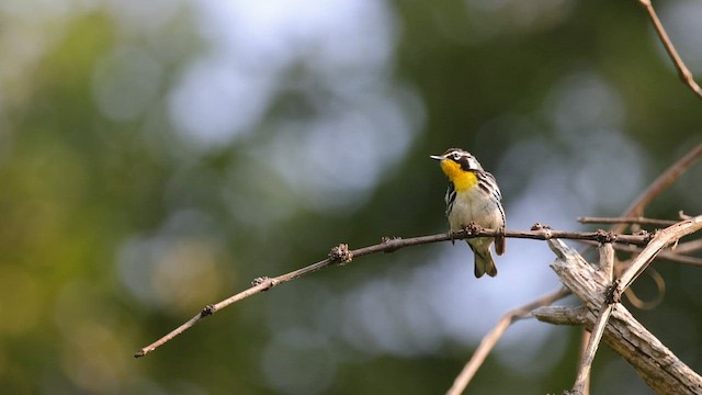 Yellow-throated Warbler (dominica/stoddardi) - ML582512851