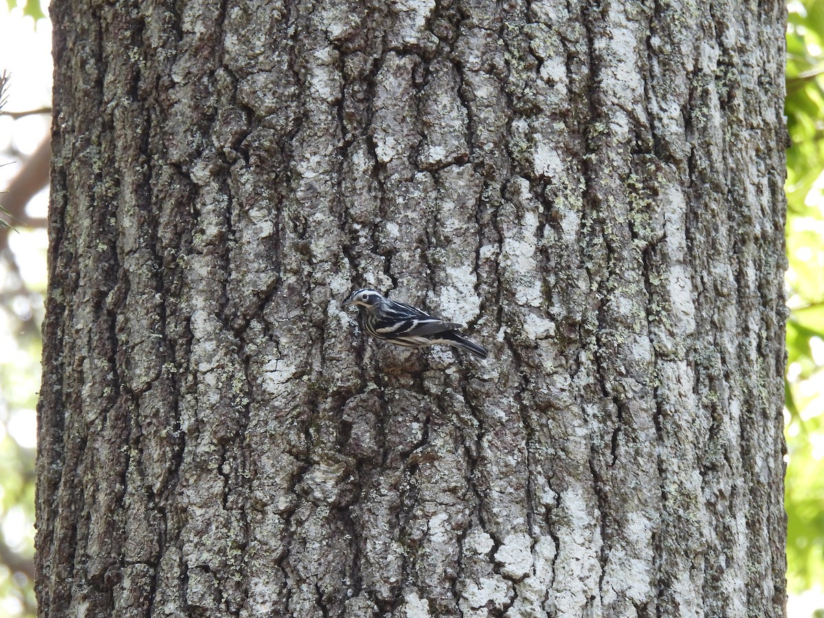 Black-and-white Warbler - ML582514521