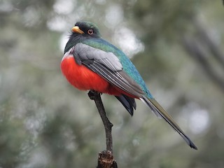 Elegant Trogon - Trogon elegans - Birds of the World