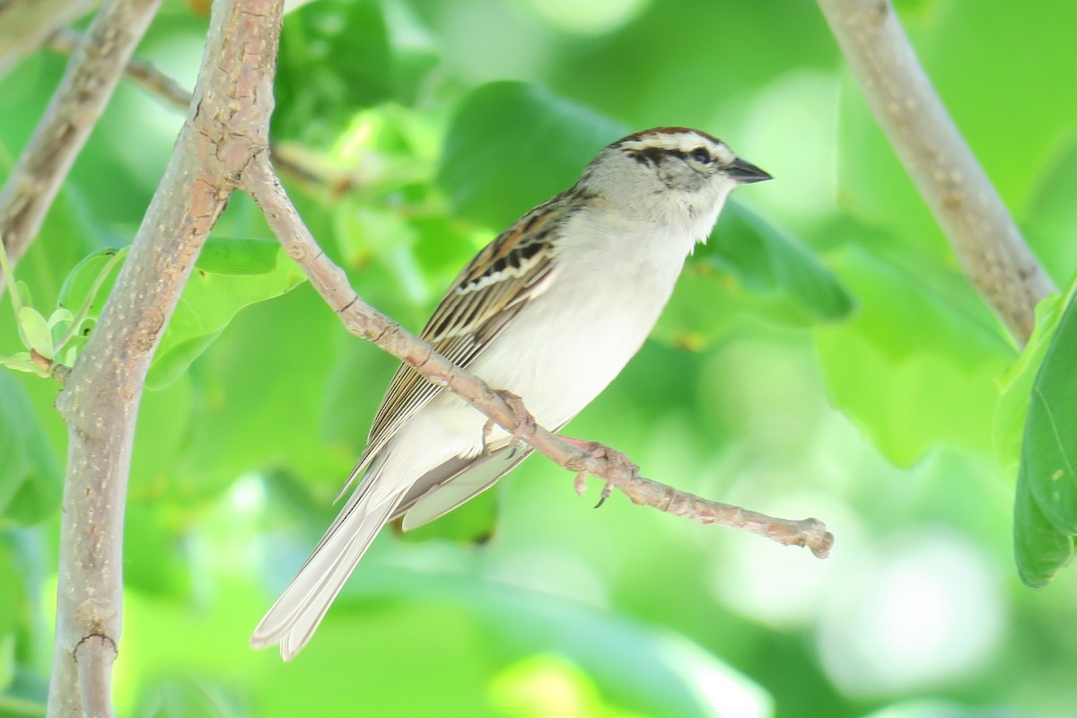 Chipping Sparrow - Rishi Palit