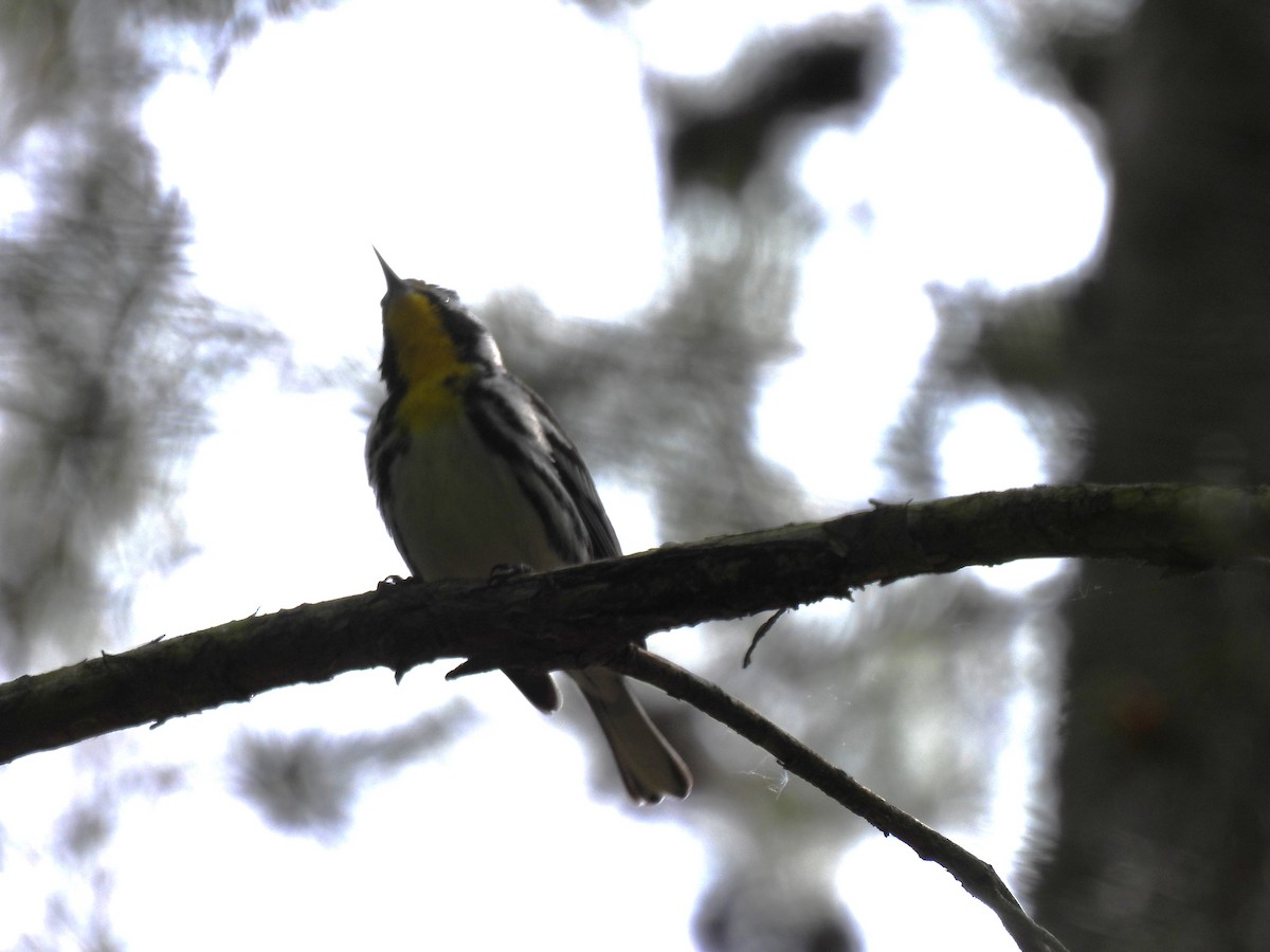 Yellow-throated Warbler - ML582515171