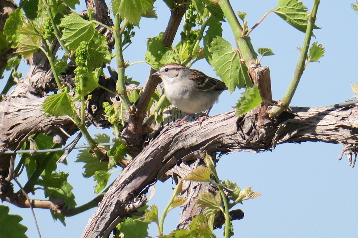 Chipping Sparrow - ML58251521