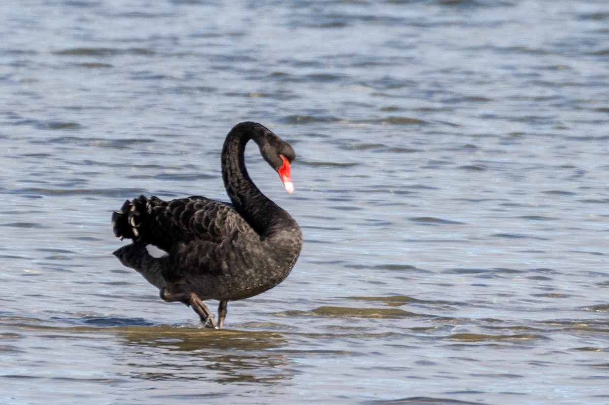 Black Swan - ML582515391