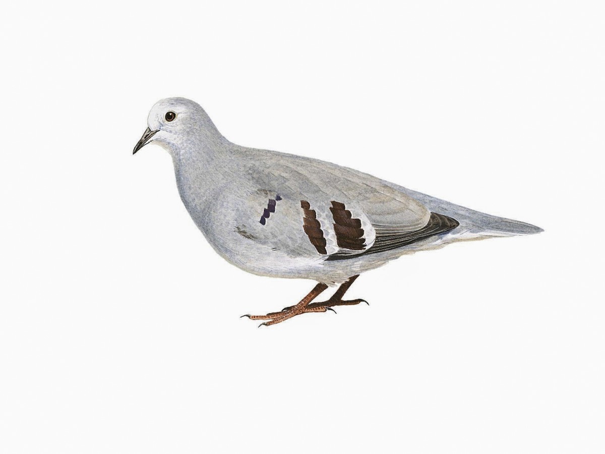 Purplewinged Ground Dove Paraclaravis geoffroyi Birds of the World