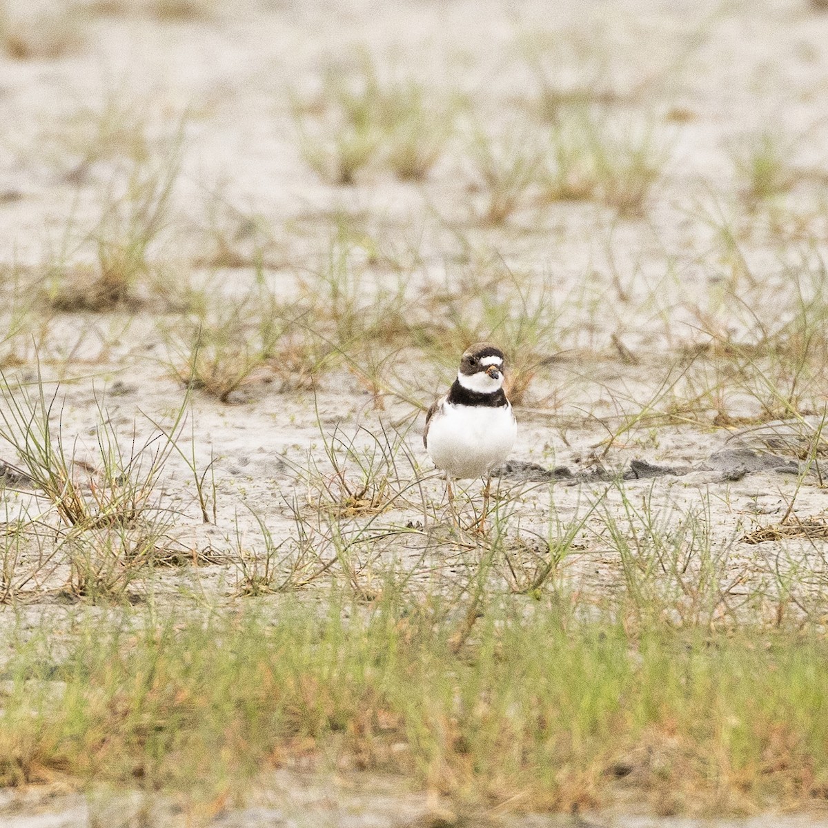 Semipalmated Plover - ML582519831
