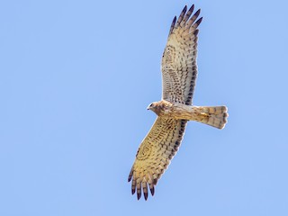  - Papuan Harrier