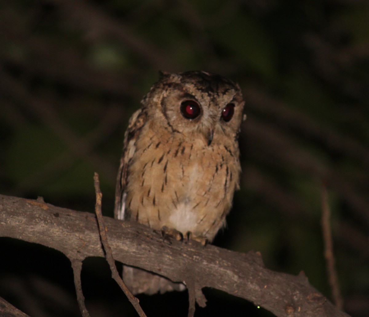 Indian Scops-Owl - Shreyan M L