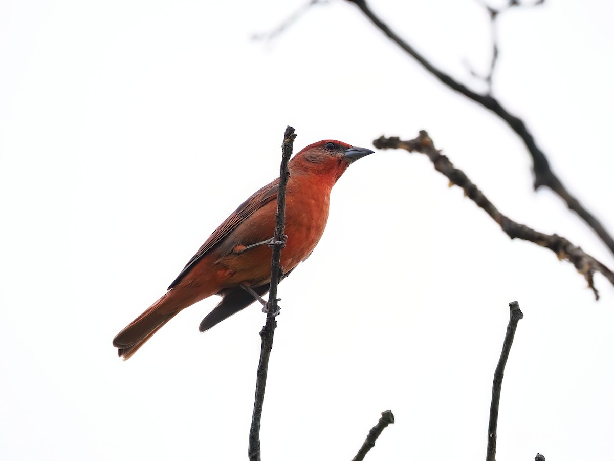 Hepatic Tanager (Northern) - ML582521031