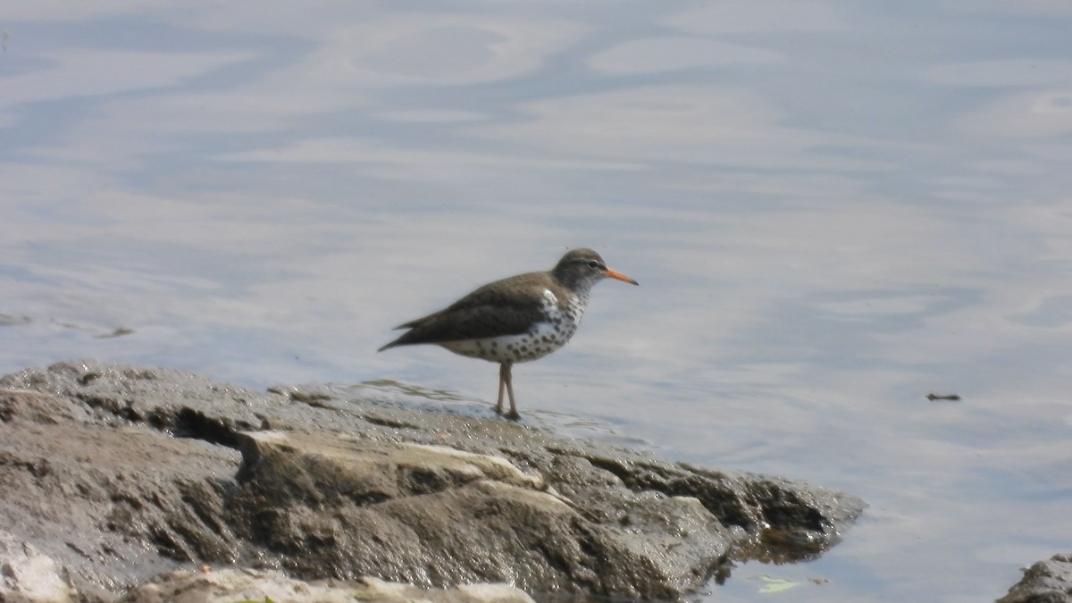 Spotted Sandpiper - Denis Provencher COHL