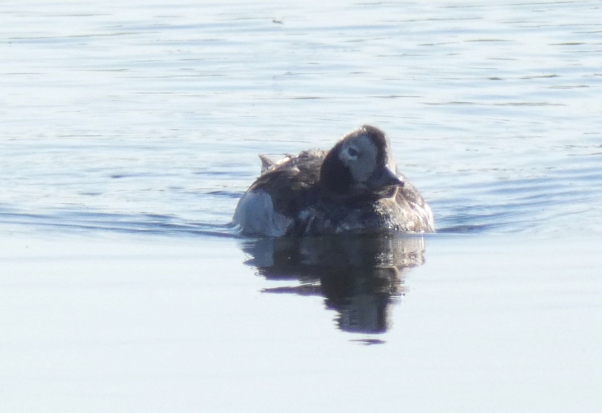 Long-tailed Duck - ML582525961