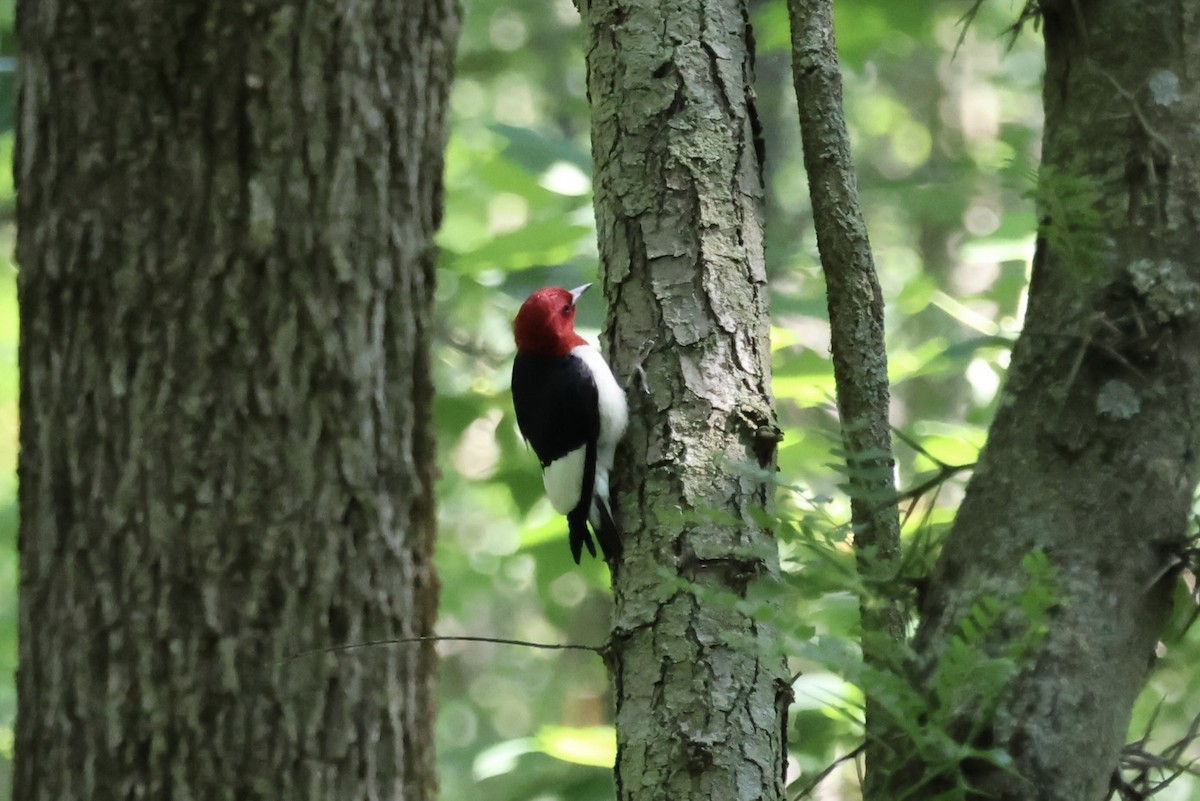 Red-headed Woodpecker - ML582531261