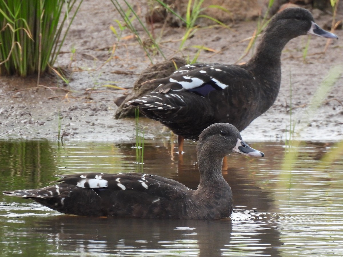 African Black Duck - ML582532321