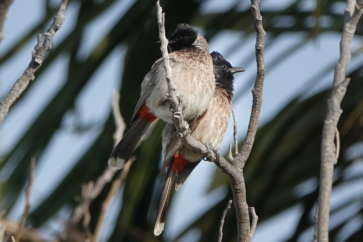 Red-vented Bulbul - ML582536751