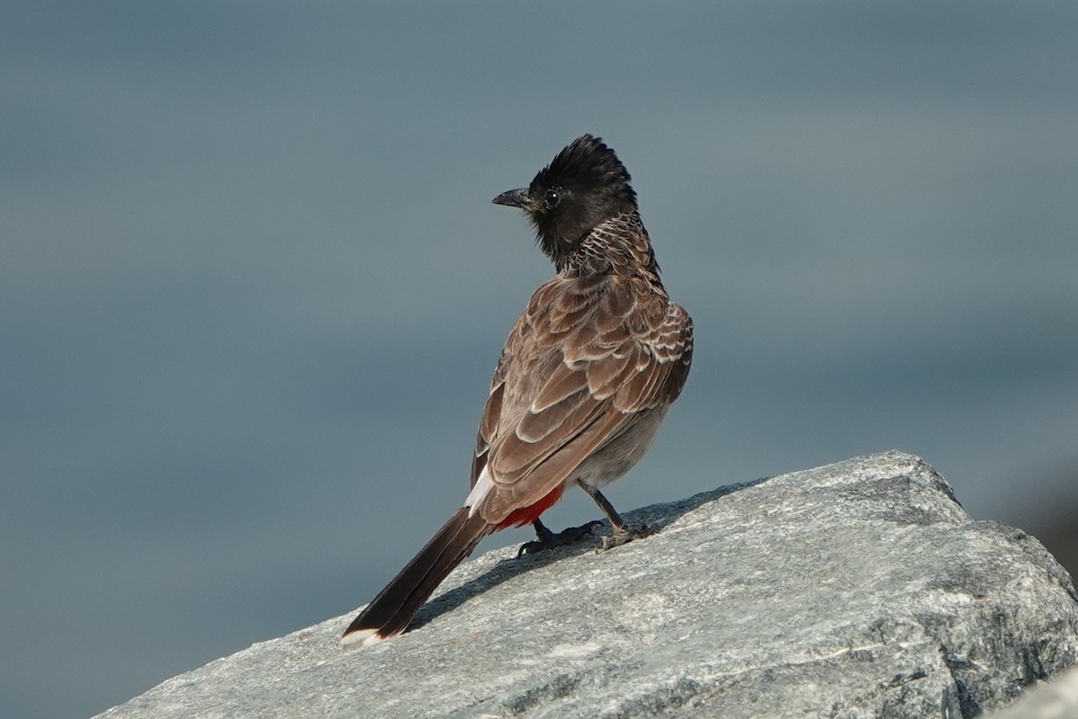 Red-vented Bulbul - ML582536771