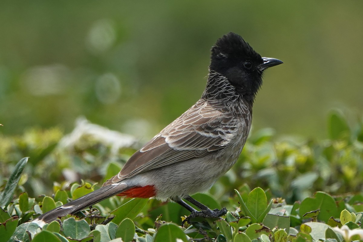 Red-vented Bulbul - ML582536781