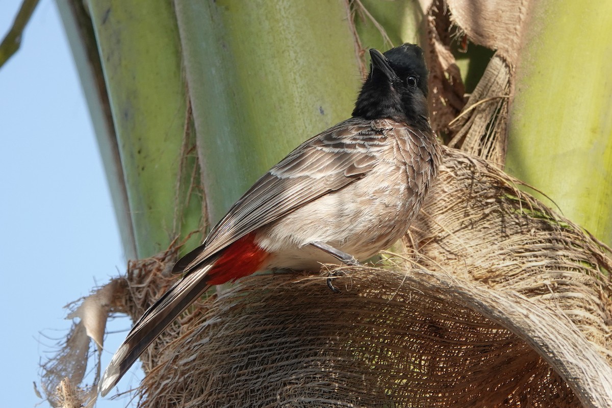 Red-vented Bulbul - ML582536791