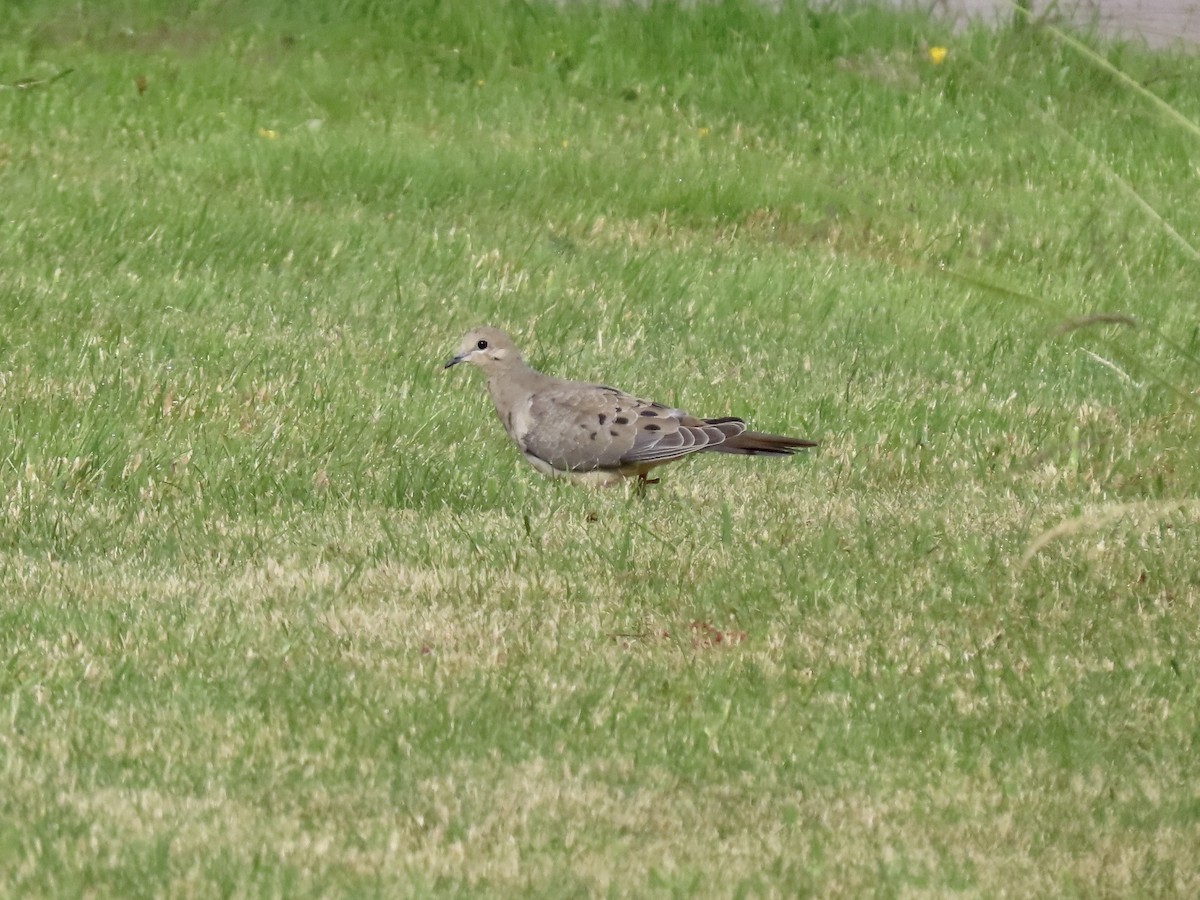 Mourning Dove - ML582542651