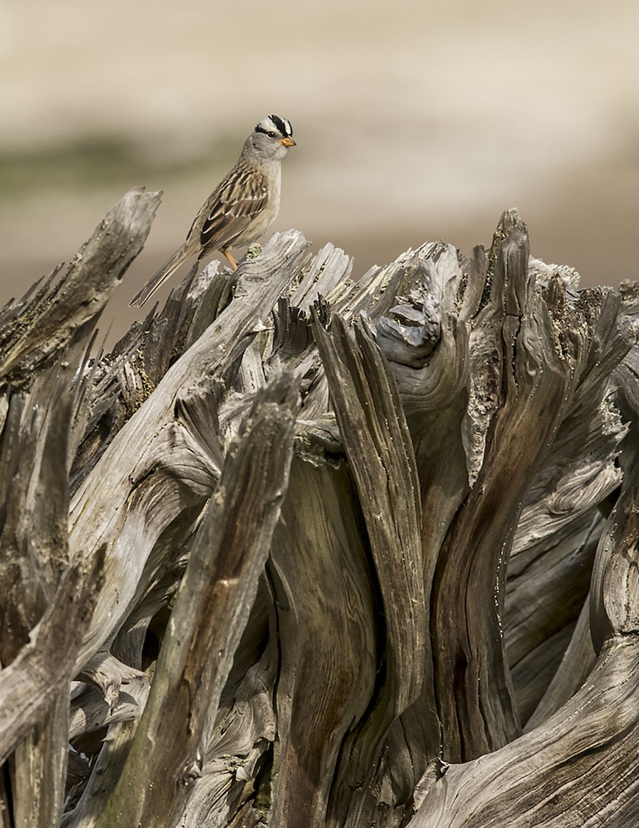 White-crowned Sparrow - Ken Langelier