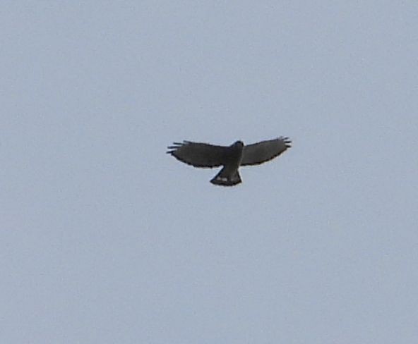 Broad-winged Hawk - ML582545491