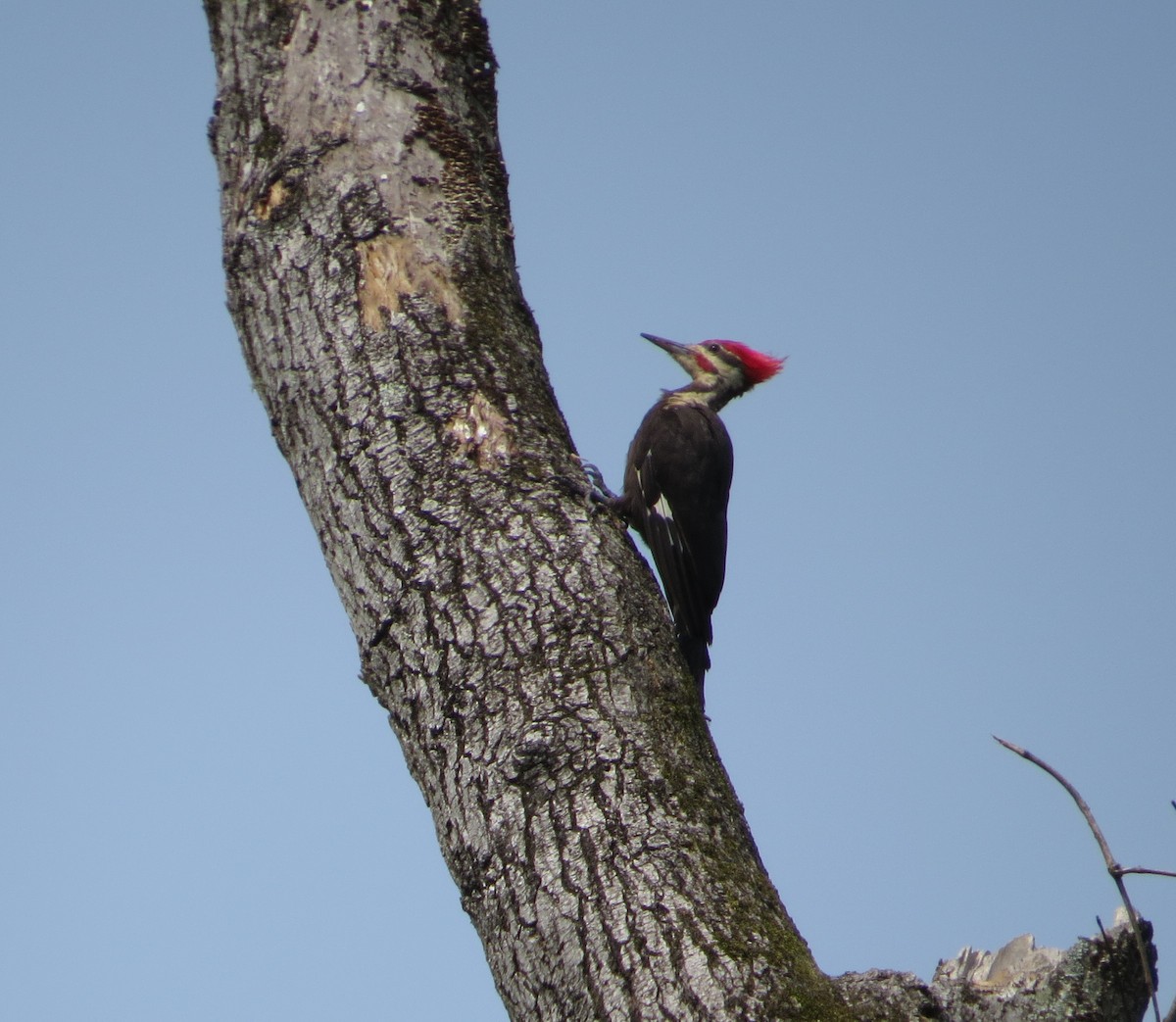 Pileated Woodpecker - ML582551031