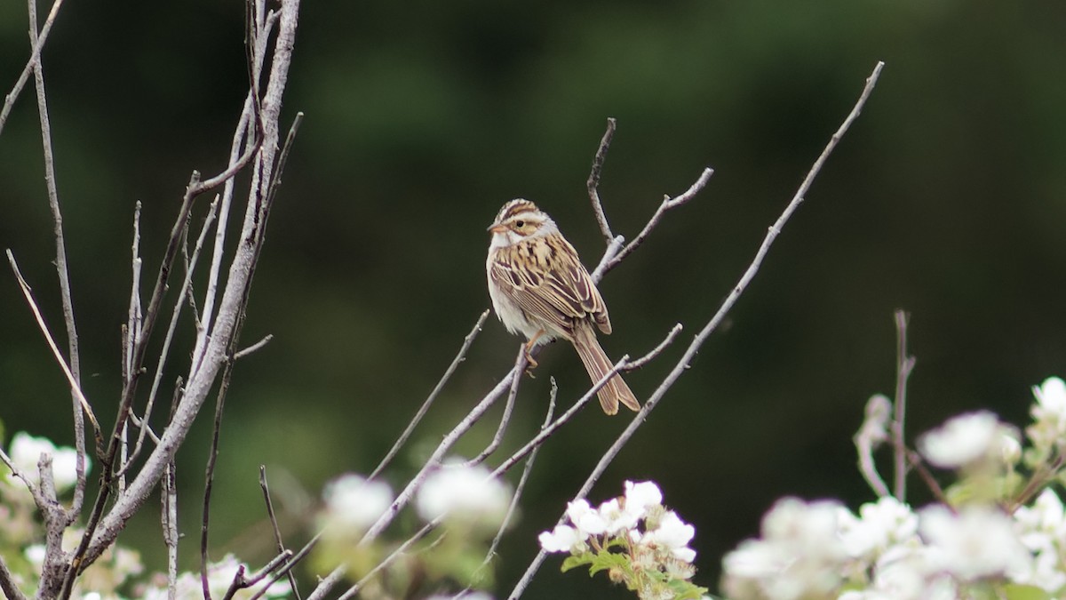Clay-colored Sparrow - ML582551161