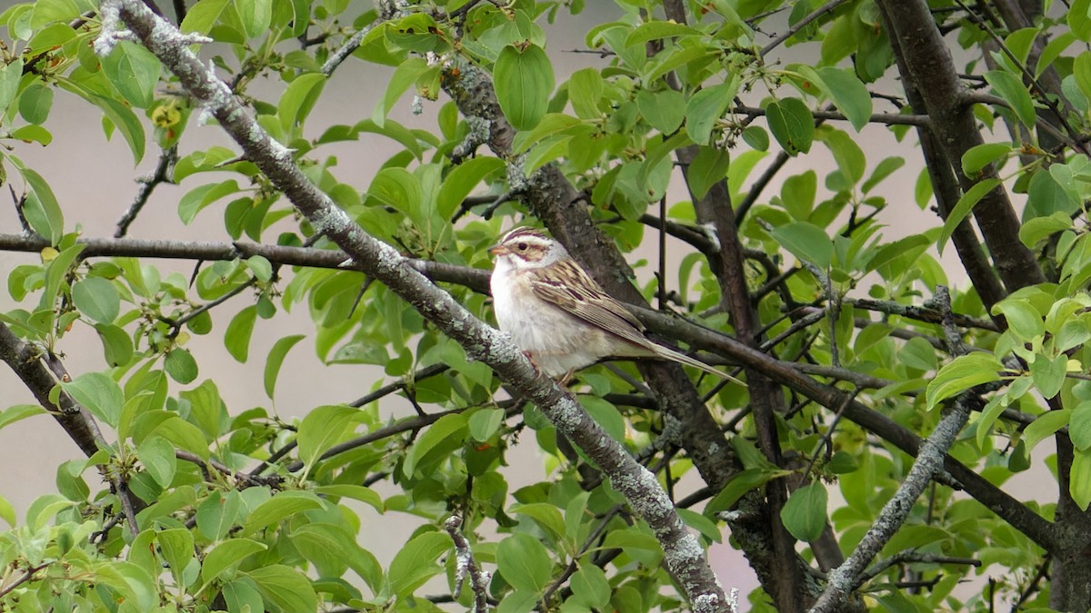 Clay-colored Sparrow - ML582551281