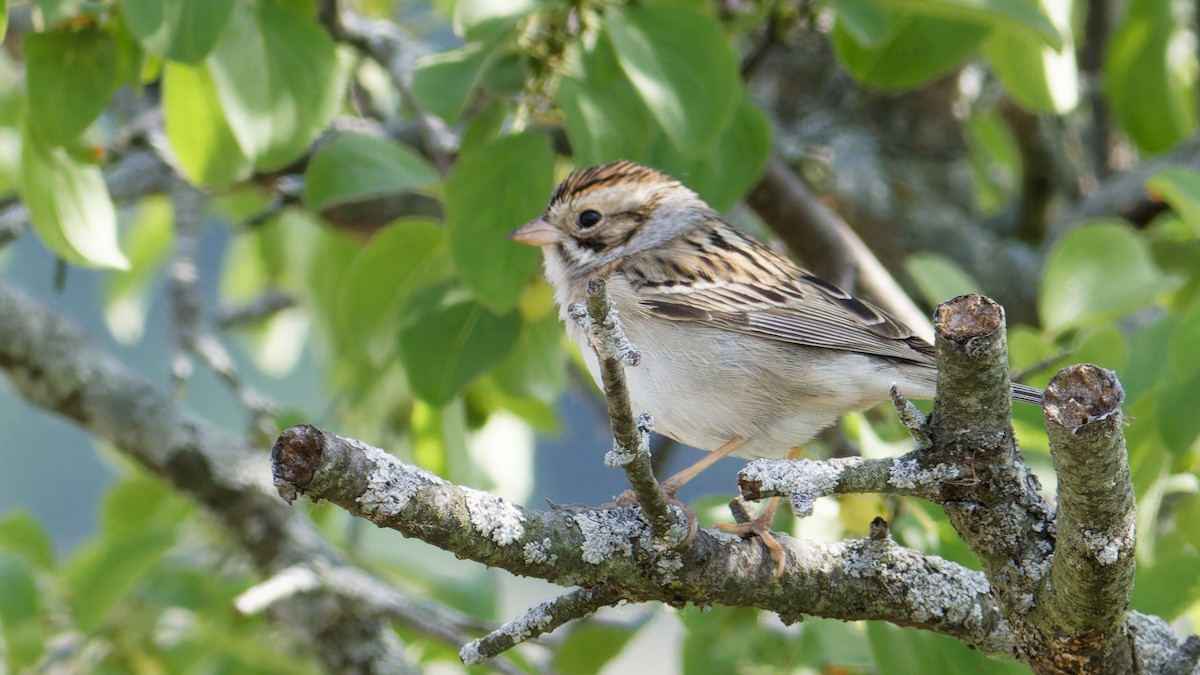 Clay-colored Sparrow - ML582551321