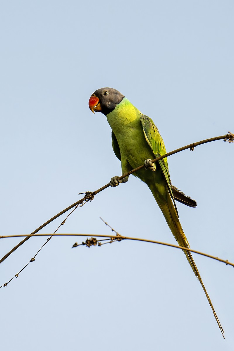 Gray-headed Parakeet - Parthasarathi Chakrabarti