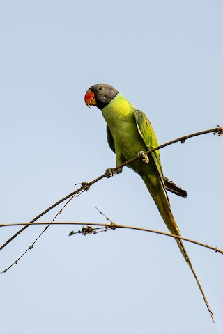 Grey store headed parakeet