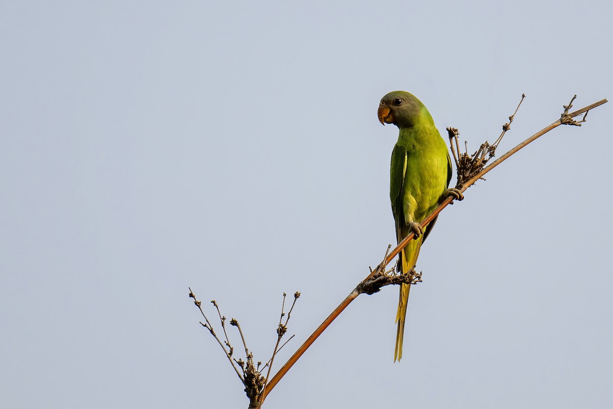 Gray-headed Parakeet - Parthasarathi Chakrabarti