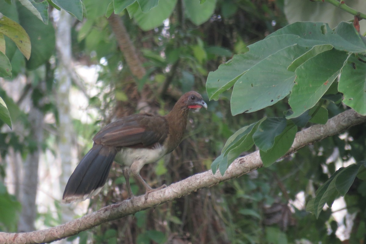 Chestnut-winged Chachalaca - Juan Lopez (www.juanlopezbirdtours.com)