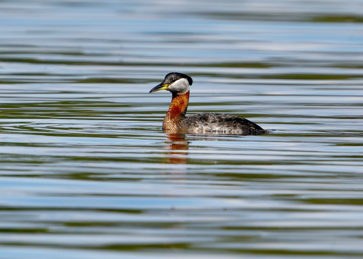 Red-necked Grebe - ML582556941