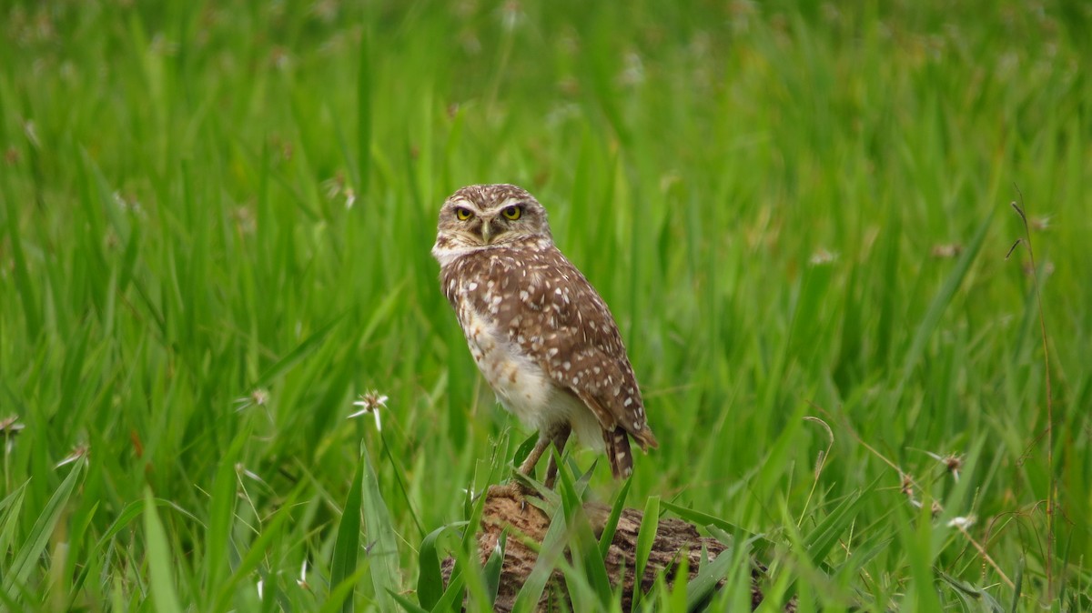 Burrowing Owl - ML58255801