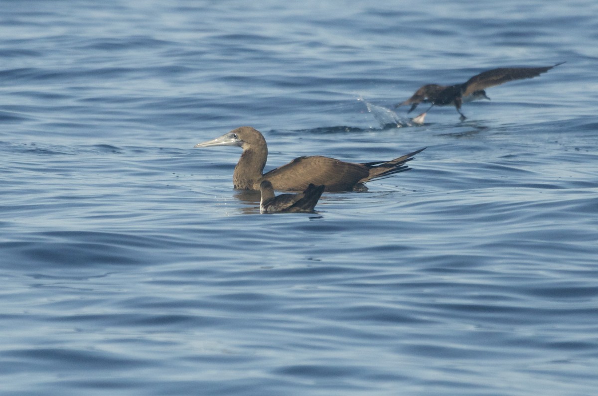 Brown Booby - ML58255841