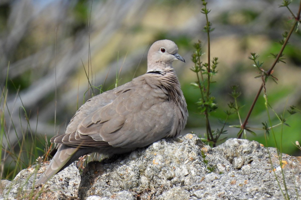 Eurasian Collared-Dove - ML582559541