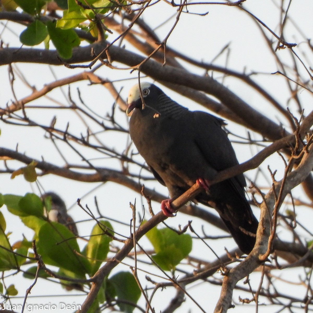 White-crowned Pigeon - ML582563091