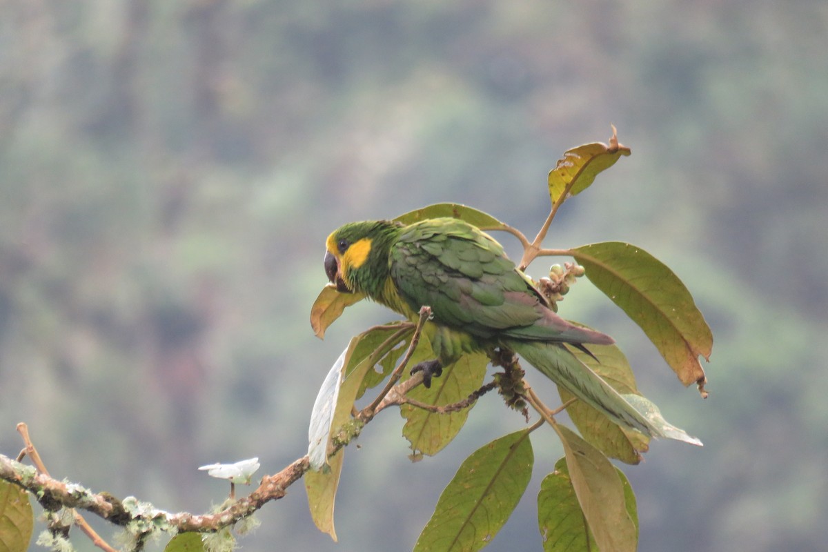 Yellow-eared Parrot - Juan Lopez (www.juanlopezbirdtours.com)