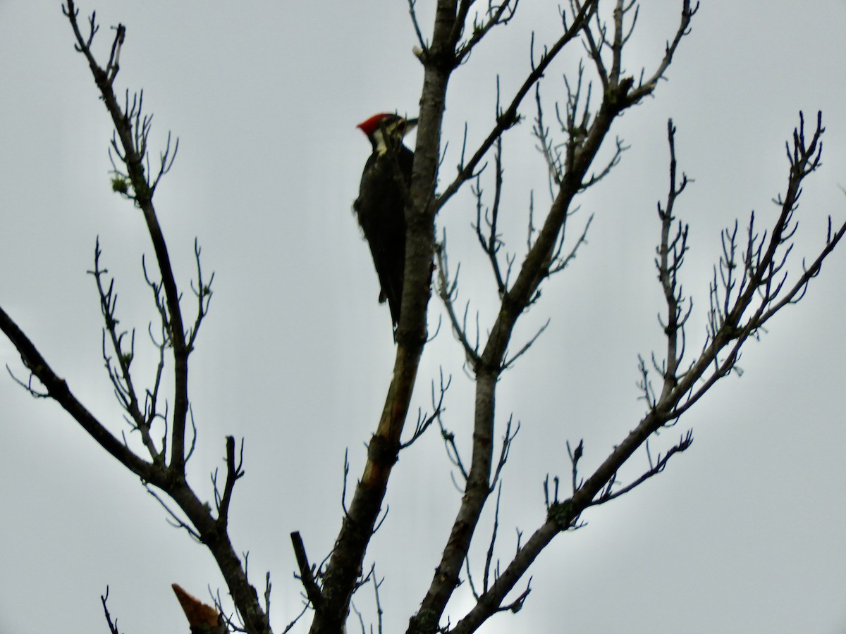 Pileated Woodpecker - ML582566291