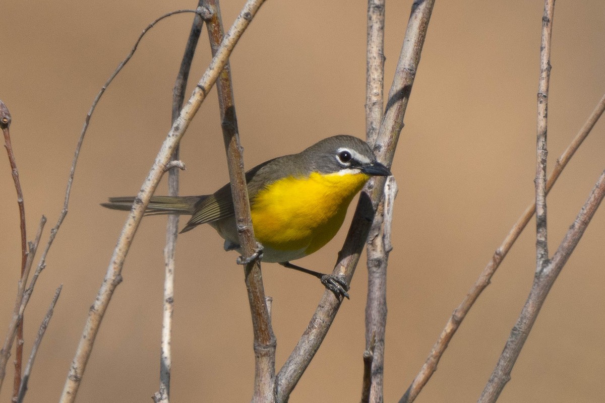 Yellow-breasted Chat - ML582569391