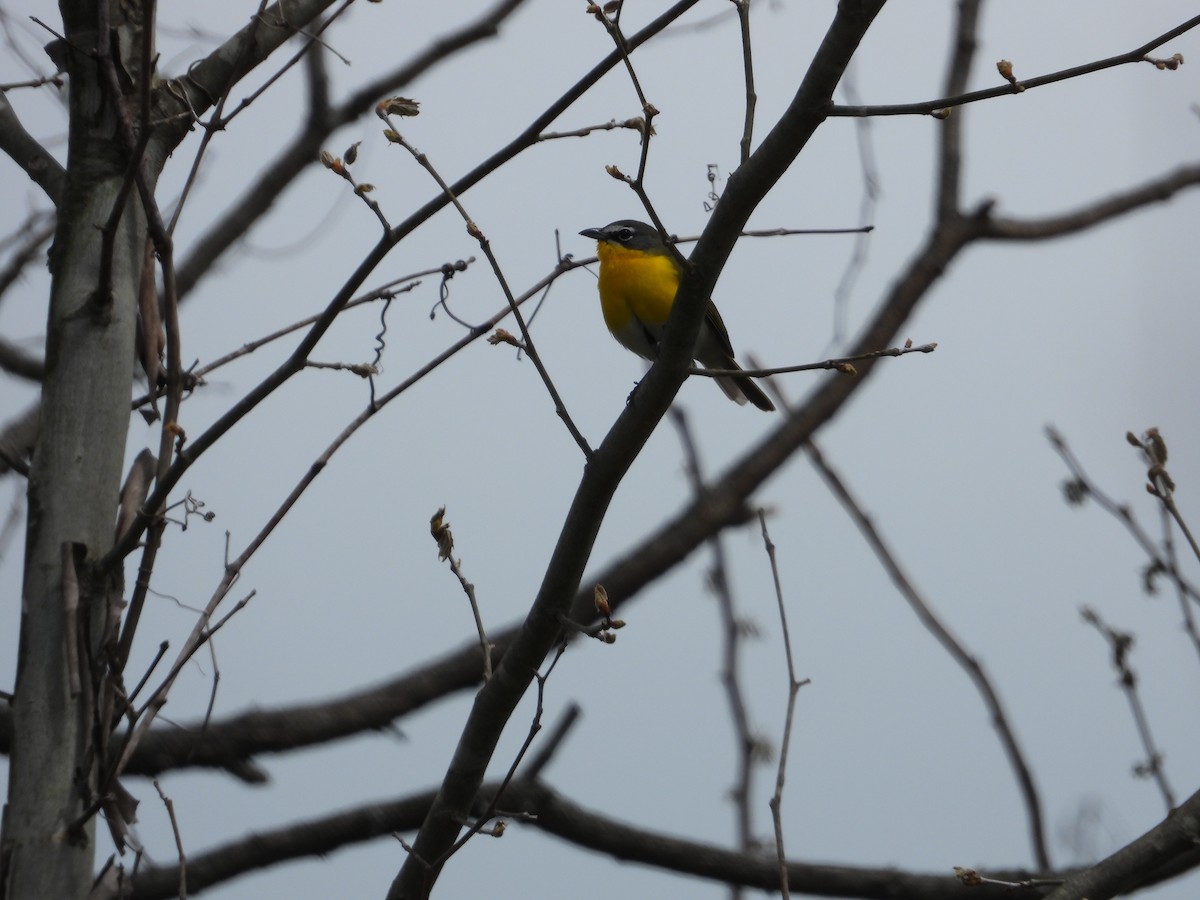 Yellow-breasted Chat - ML582573531