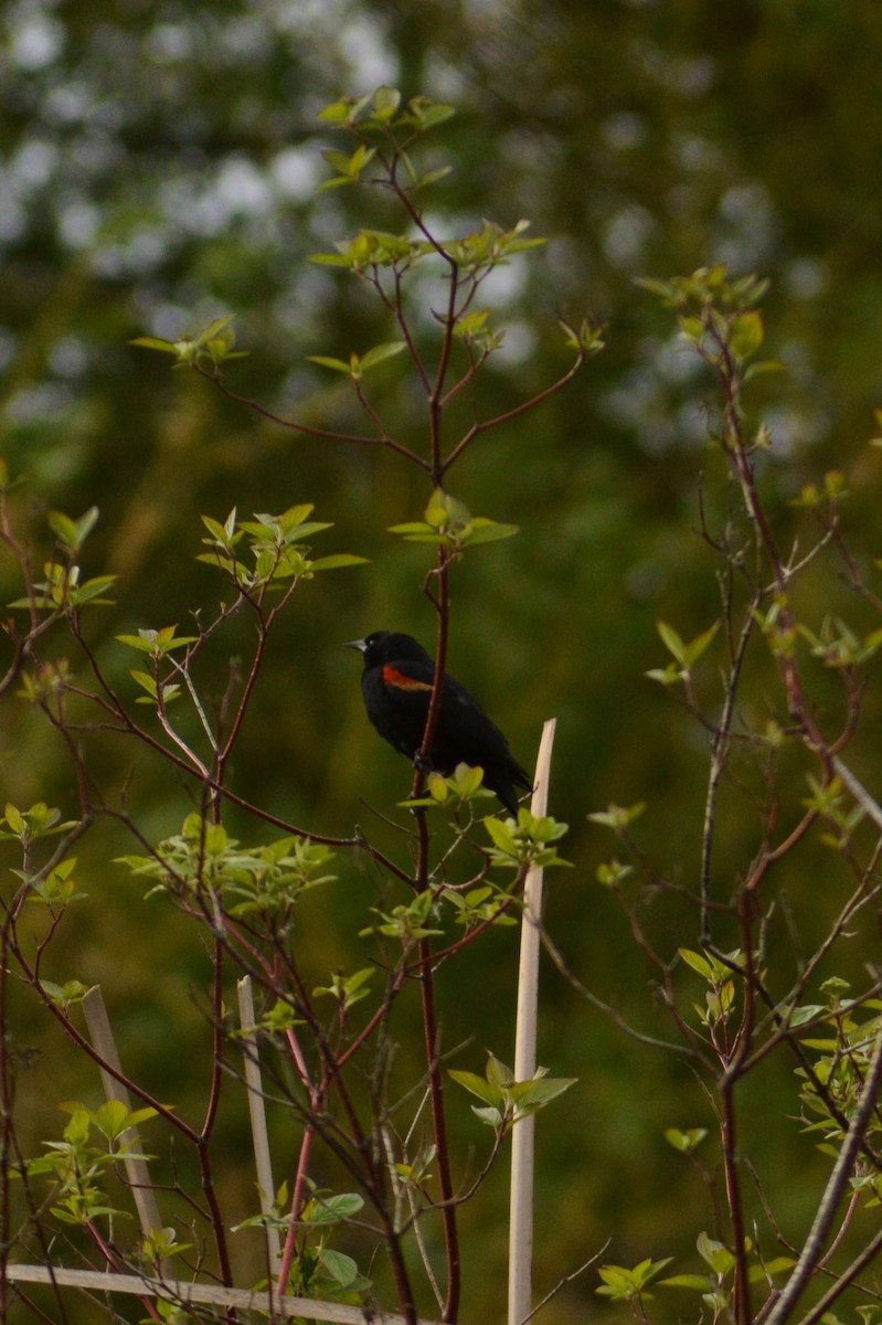 Red-winged Blackbird - Catherine McLean